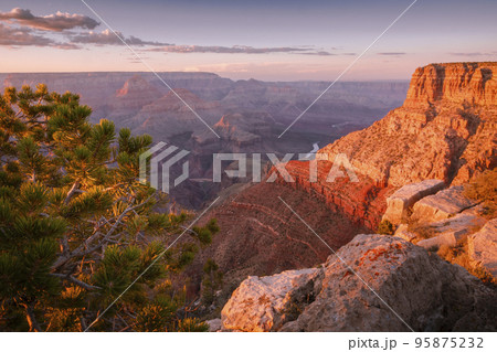 Grand Canyon south rim and Colorado River at sunset with tree, Arizona, USA 95875232