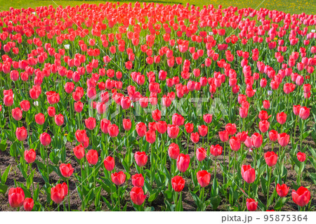Field of Tulips in bloom at colorful springtime in Amsterdan, Netherlands Field of Tulips in bloom at colorful springtime in Amsterdan, Netherlands 95875364