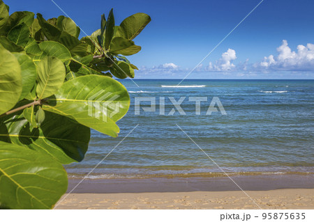 Idyllic Porto Seguro Beach at sunny day with tropical tree in BAHIA, Brazil Idyllic Porto Seguro Beach at sunny day with tropical tree in BAHIA, Brazil 95875635
