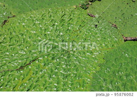 埼玉県加須市北川辺のオニバスの葉 埼玉県加須市北川辺のオニバスの葉 95876002