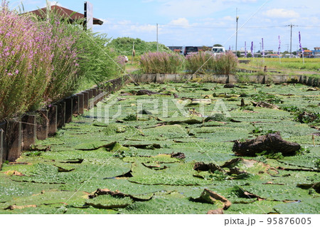 埼玉県加須市北川辺のオニバスの自生地 95876005