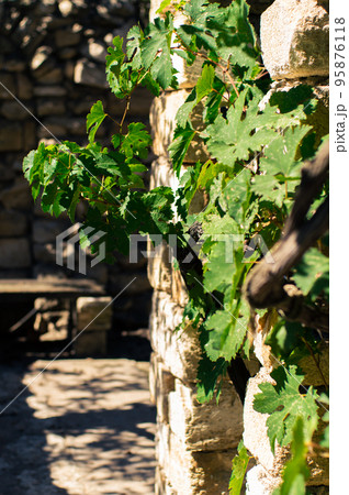 A light limestone wall covered with green ivy leaves on the sun. Vertical photo. A light limestone wall covered with green ivy leaves on the sun. Vertical photo. 95876118