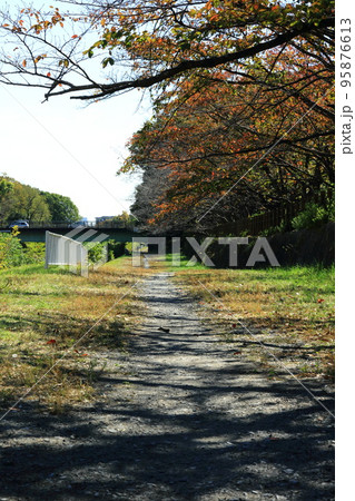 桜の下の散歩道 桜の下の散歩道 95876613