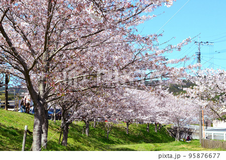 道の駅「筑前みなみの里」 水辺の広場 満開の桜が美しい春の景観 道の駅「筑前みなみの里」 水辺の広場 満開の桜が美しい春の景観 95876677
