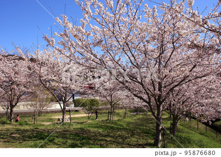 道の駅「筑前みなみの里」　水辺の広場　満開の桜が美しい春の景観 95876680
