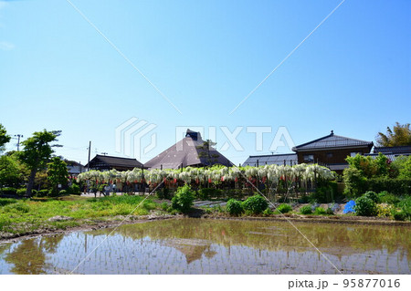 八王寺と白藤（新潟県） 95877016