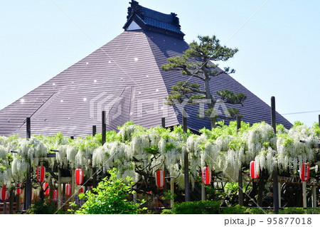 八王寺と白藤(新潟県) 八王寺と白藤(新潟県) 95877018