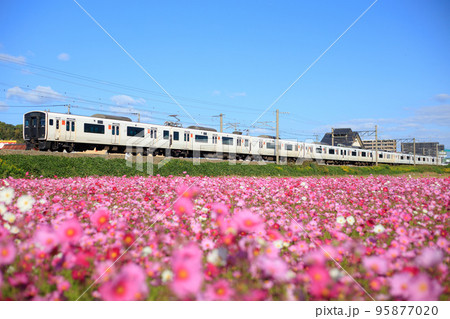 満開のコスモスと817系電車（JR九州） 95877020