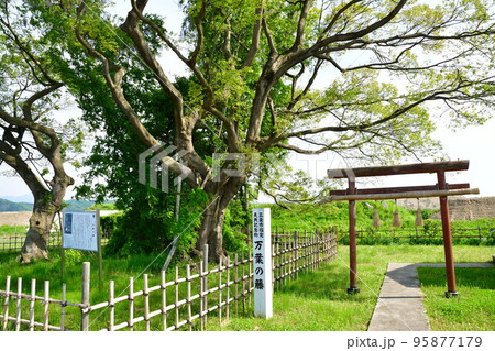 三条市の万葉の藤（新潟県） 95877179