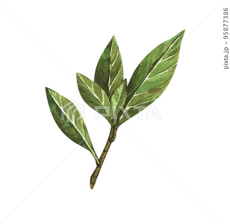 Watercolor bay leaf. Hand draw bay leaves illustration. Herbs object isolated on white background. Laurel sprig of laurel tree herbs 95877386