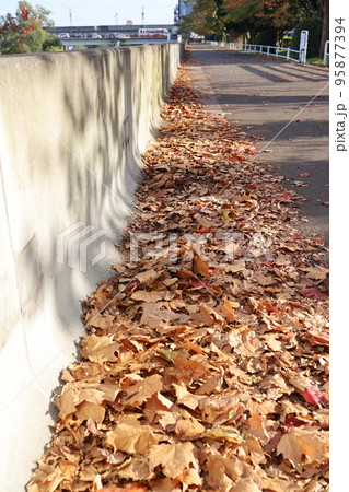 広瀬川沿いの遊歩道の落ち葉 95877394
