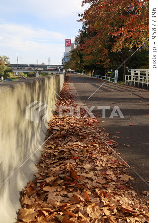 広瀬川沿いの遊歩道の落ち葉 95877396