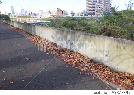 広瀬川沿いの遊歩道の落ち葉 95877397