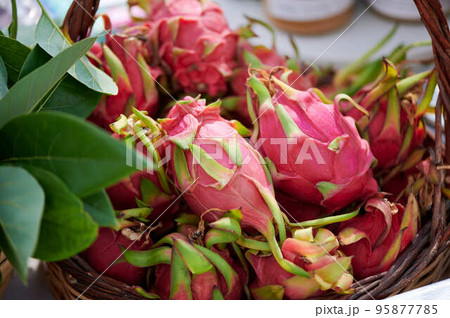 Beautiful fresh exotic dragon fruit with green petals in a basket Beautiful fresh exotic dragon fruit with green petals in a basket 95877785