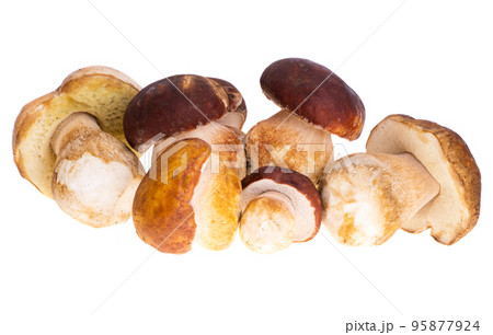 Ceps isolated 95877924