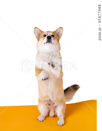 corgi welsh pembroke isolated 95877988