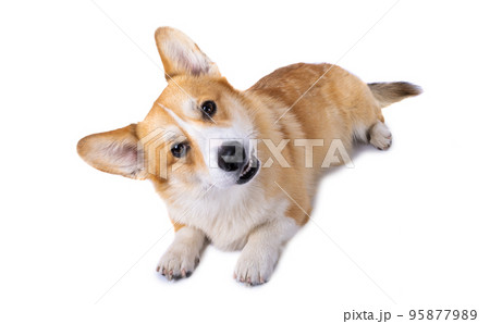 corgi welsh pembroke isolated 95877989