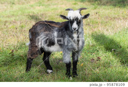 goat grazing in the meadow 95878109
