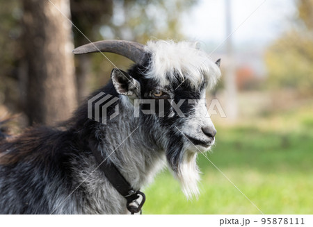 goat grazing in the meadow 95878111