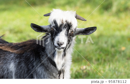 goat grazing in the meadow 95878112