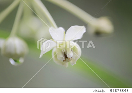 a White color cute flowers, Gomphocarpus physocarpus a White color cute flowers, Gomphocarpus physocarpus 95878343