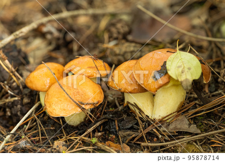 mushroom growing in a pine forest in autumn 95878714