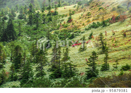 《群馬県》霧に包まれる芳ヶ平湿地群 国道292号渋峠より 《群馬県》霧に包まれる芳ヶ平湿地群 国道292号渋峠より 95879381