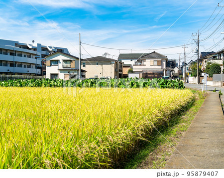都市農業　住宅街の生産緑地でたわわに実った稲穂 95879407