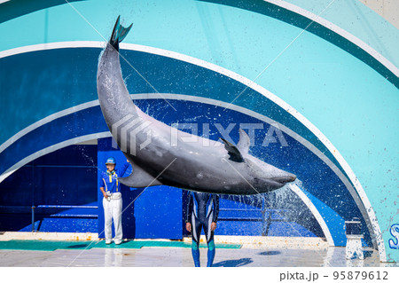 ジャンプするイルカ 鴨川シーワールド ジャンプするイルカ 鴨川シーワールド 95879612