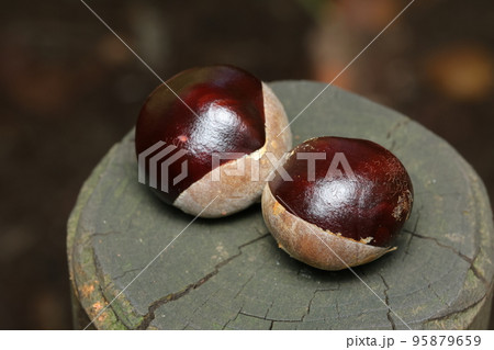 トチノキの種子 トチノキの種子 95879659