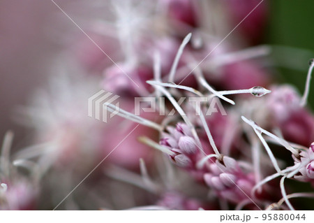 バタフライガーデンの必須食草、フジバカマの可憐な朝露のついた花をマクロ接写。 95880044