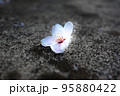 地面に舞い落ちた花弁 95880422
