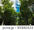 森林と青空 95880424
