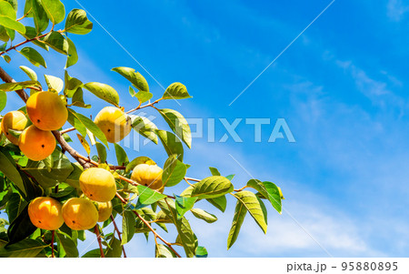 秋の味覚　青空に映える美味しそうな柿の実 95880895