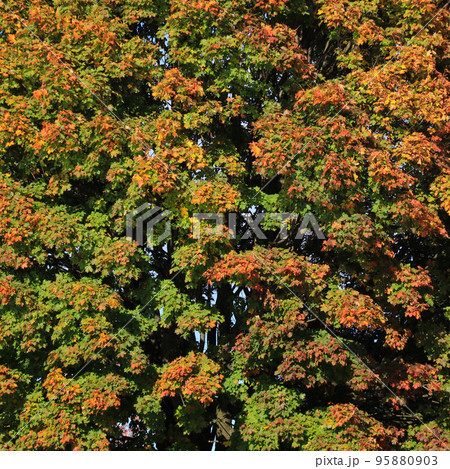 Colors of nature, maple tree in autumn. 95880903