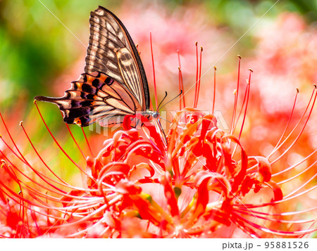 満開の彼岸花の蜜を吸うアゲハチョウ 95881526