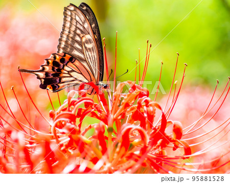 満開の彼岸花の蜜を吸うアゲハチョウ 95881528