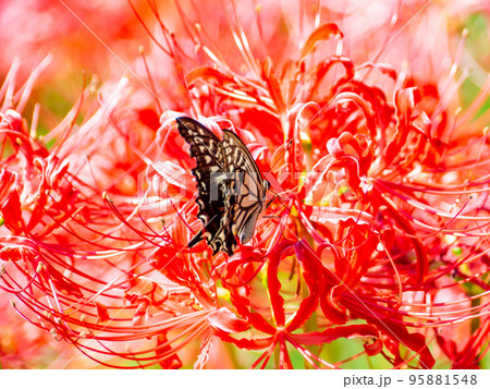 満開の彼岸花の蜜を吸うアゲハチョウ 95881548