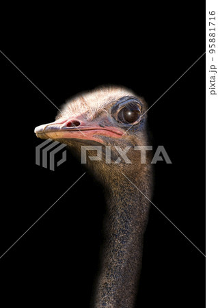 Portrait of ostrich head on black background Portrait of ostrich head on black background 95881716