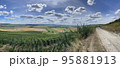 vineyards in the champagne region near Reims in France 95881913