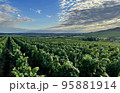 vineyards in the champagne region near Reims in France 95881914
