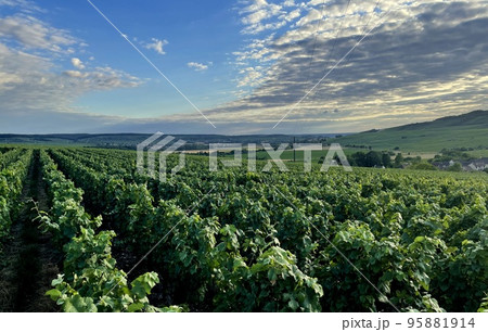 vineyards in the champagne region near Reims in France 95881914