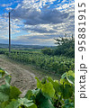 vineyards in the champagne region near Reims in France 95881915