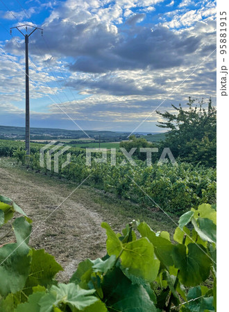 vineyards in the champagne region near Reims in France 95881915