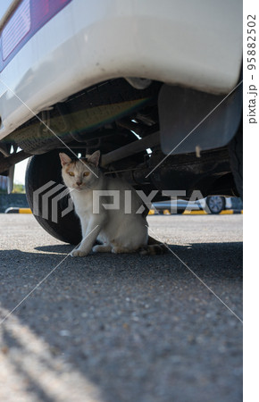 車の下にいる猫 95882502