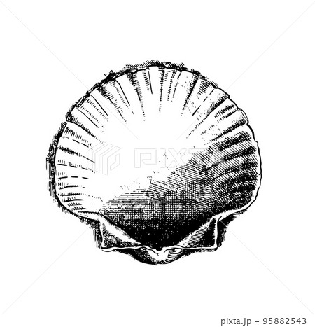 Sea Shell cross hatching sketch illustration in black color 95882543
