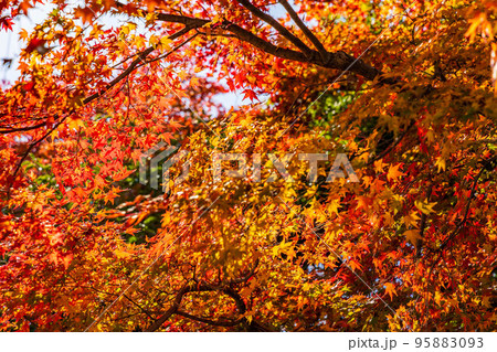 京都洛西の秋 紅葉の浄住寺 京都洛西の秋 紅葉の浄住寺 95883093