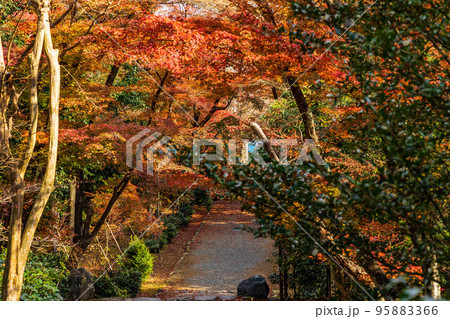 京都洛西の秋 紅葉の浄住寺 参道 京都洛西の秋 紅葉の浄住寺 参道 95883366