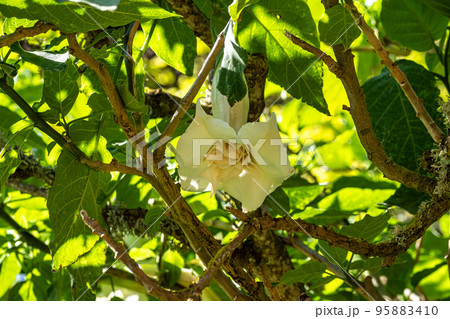 Flowers and trees in the Finca de Osorio Botanical Park near Teror, Gran Canaria Island, Spain 95883410
