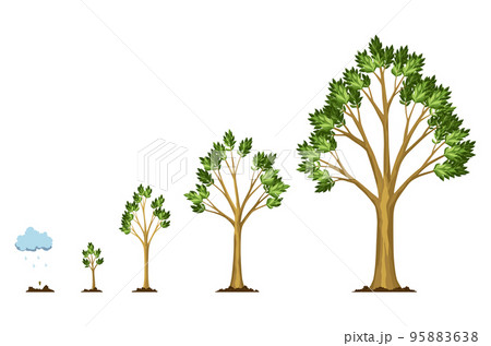 Stages growth of tree from seed. Watering the seeds from cloud rain. Collection of trees from small to large. Green tree with leaf growth steps. Illustration of business cycle development 95883638